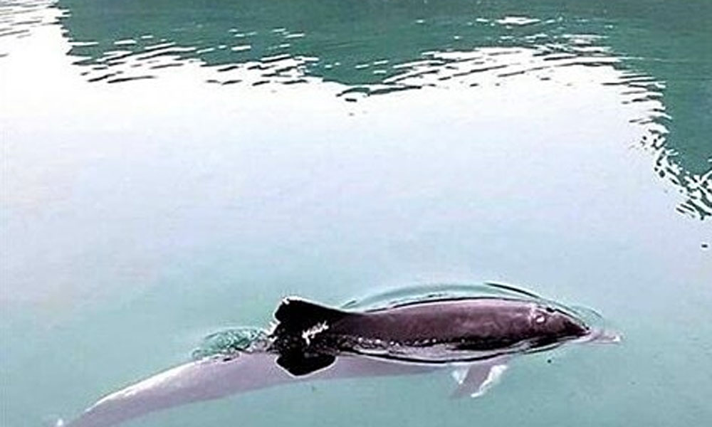 Dolphins spotted off Ha Long Bay in northern Vietnam